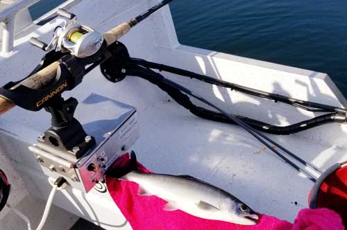 Smart Jigger, locates fish, attracts fish, catches fish! Jig 'n